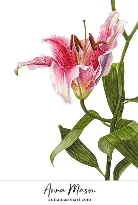 Portfolio Archive - Anna Mason Art Lily Drawing, Contemporary Botanical Art, Anna Mason, Stargazer Lily, Botanical Painting, Botanical Watercolor, Botanical Drawings, Arte Floral, Botanical Flowers