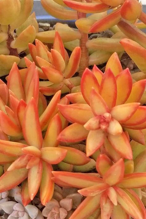 Closeup of a yellow succulent plant with edges that are outlined in orange, growing in a pot with other varieties. Orange Succulents Plants, Yellow Succulents, Orange Succulents, Succulents Aesthetic, Huge Succulents, Desert Scorpion, Orange Plants, Tall Succulents, Black Succulents