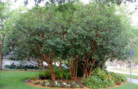 Psidium Littorale (Strawberry, Cattley Guava) | by TreeWorld Wholesale Guava Tree, Strawberry Guava, Tree Canopy, Side Garden, Unique Trees, Rooftop Garden, Landscape Projects, Landscape Trees, Country Gardening