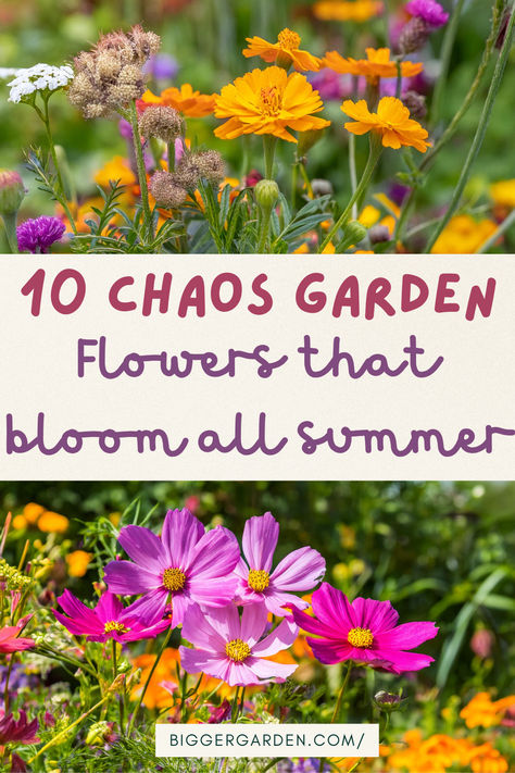 Top 10 Flowers for a Thriving Chaos Garden That Blooms All Season Long | Bigger Garden Small Wild Flower Garden, Wild Flower Types, Best Wildflowers To Grow, Best Filler Flowers, Chaos Flower Garden, Chaos Gardening Flowers, Flowers To Plant Together, Spring Flower Planting, Chaos Gardening