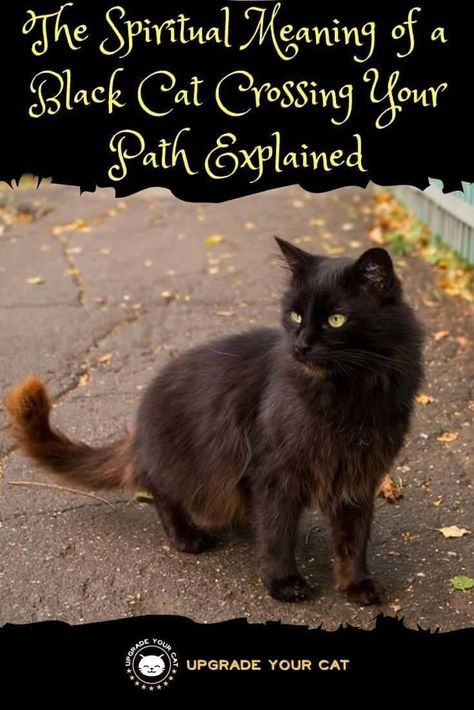 Spiritual Meaning of Black Cat Crossing Your Path Explained - Upgrade Your Cat Seeing A Black Cat Meaning, Spiritual Meaning Of Black Cats, Black Cat Omen Meaning, Black Cat Symbolism, Black Cat Bad Luck, Black Cat Meaning, Black Cat Good Luck, Cat Worms, Quiet House