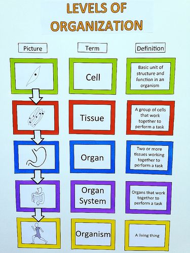 Levels Of Organization Biology, Anatomy Classroom, Levels Of Organization, Body Studies, Lab Assistant, Sixth Grade Science, Science Cells, Science Anchor Charts, Biology Worksheet