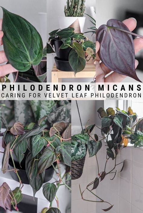 Micans Philodendron, Plant Business, Philodendron Care, Philodendron Micans, Survival Foods, Velvet Leaves, Indoor Ideas, Lucky Plant, Mini Gardens