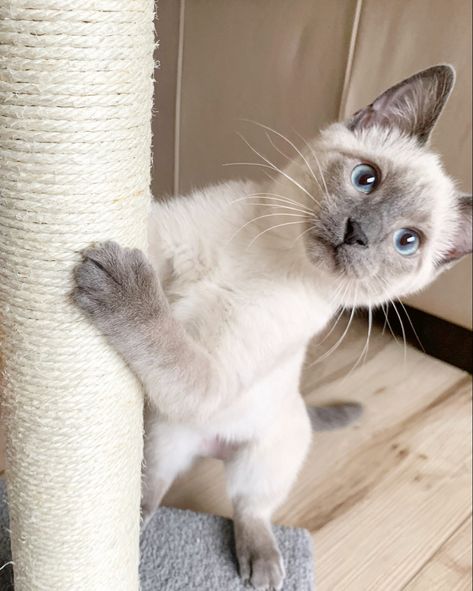 Sweet little blue / lilac point siamese kitten mix IG @noellekramer Siamese Lilac Point, Gray Siamese Cats, Blue Point Siamese Kitten, Lilac Point Siamese, Siamese Cats Blue Point, Blue Point Siamese, C Is For Cat, Siamese Kitten, Cat Light