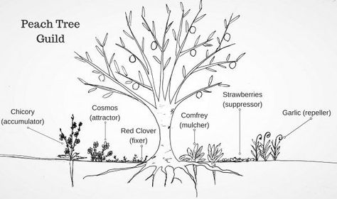 Fruit Tree Guild, Fruit Trees Garden Design, Portage Garden, Tree Guild, Tree Garden Design, Seed Exchange, Fruit Tree Garden, Food Forest Garden, Companion Gardening