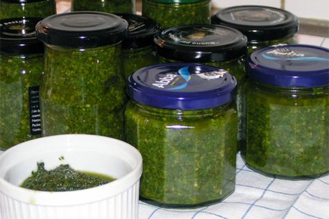 Canning Pesto, Cooking With Friends, Preserve Fresh Herbs, Pesto Sauce Recipe, How To Make Mayonnaise, Bulk Cooking, Basil Pesto Recipes, Pasta Chicken, Filled Pasta