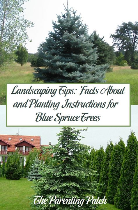 Colorado Spruce Landscaping, Globe Blue Spruce, Colorado Blue Spruce Tree, Arborvitae Landscaping, Acreage Landscaping, Colorado Spruce, Idaho Blue Spruce, Blue Spruce Tree, Xeriscape Front Yard