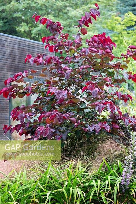 Structural Planting, Ruby Falls Redbud Tree, Forest Pansy Redbud Tree, Forest Pansy Tree, Tsuga Canadensis Pendula, Cercis Canadensis Forest Pansy, Forest Pansy, Pansy Garden, Cercis Canadensis