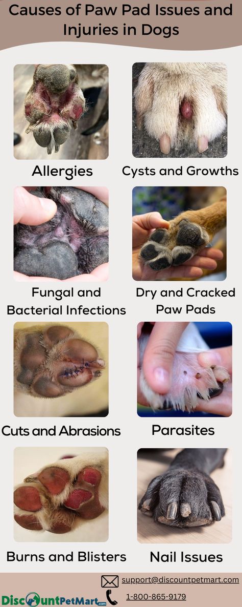 Dog paws are sensitive and require special care. Here are some causes of paw pad issues you should know about and help them with. Dog Paw Protection, Dog Paw Care, Dog Paw Pads, Paw Pad, Paw Care, Soft Paws, Dog Boots, Ingrown Toe Nail, Dog Allergies