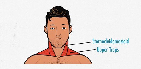 Neck Training: How to Build a Thicker Neck Neck Muscle Exercises, Neck Anatomy, Muscular Neck, Muscle Exercises, Neck Training, Sternocleidomastoid Muscle, Muscles Of The Neck, Thick Neck, Strength Training For Beginners