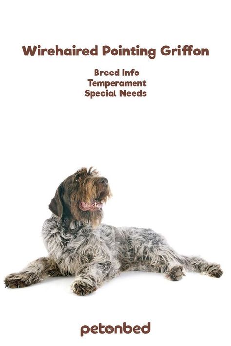 German Wirehaired Griffon, Bird Dog Training, Korthals Griffon, Family Dogs Breeds, Friendly Dog Breeds, Wirehaired Pointing Griffon, Pointing Griffon, Griffon Dog, Puppy Biting