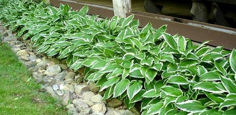 Hosta plants growing next to a house, plant them around our deck.... Garden In Front Of House, Garden Front Of House, Hosta Gardens, Hosta Plants, In Front Of House, Garden Yard Ideas, Front Of House, Shade Plants, Flowers Garden