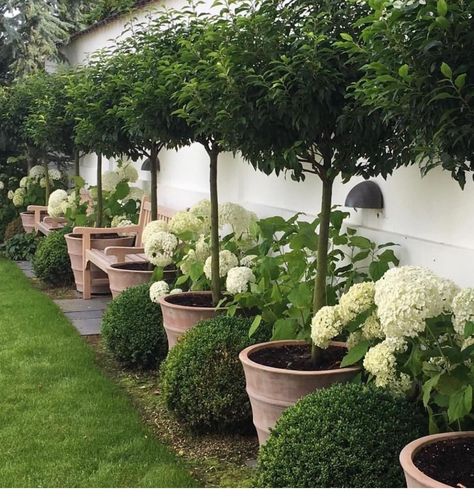 Backyard Wall, English Boxwood, Boxwood Garden, Diy Backyard Landscaping, Ideas Backyard, Landscape Designs, Have Inspiration, Potted Trees, Backyard Garden Design