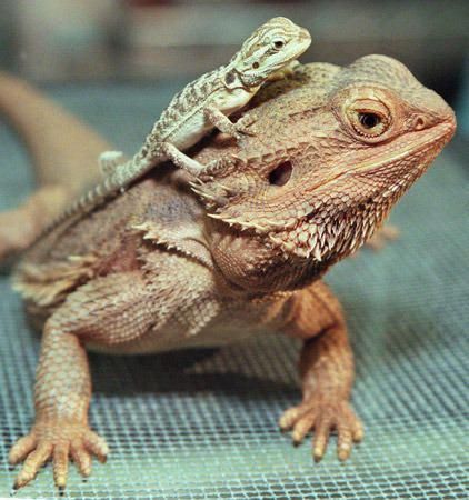 i plan to have like.at least 3 or 5 of these large boys i enjoy them so. And name: Tough Guy #beardeddragonfunny Baby Lizards, Bearded Dragon Funny, Baby Bearded Dragon, Bearded Dragon Cute, Bearded Dragon Care, Cute Lizard, Cute Reptiles, Pet Dragon, Baby Animals Funny