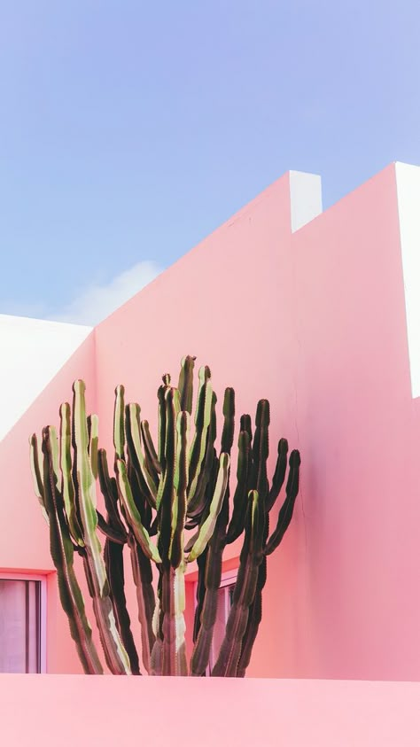 Pink Building, Awesome Backgrounds, Cactus Backgrounds, Mexican Colors, Pink Cactus, Wallpapers For Iphone, Desert Vibes, Background Ideas, Plant Aesthetic