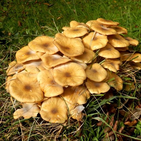 Honey Mushrooms: Identification and Foraging Guide Mushrooms Identification, Honey Mushrooms, Fungi Images, Foraging Guide, Mushroom Identification, Mushroom Species, Edible Mushrooms, Stuffed Mushroom Caps, Images Photos