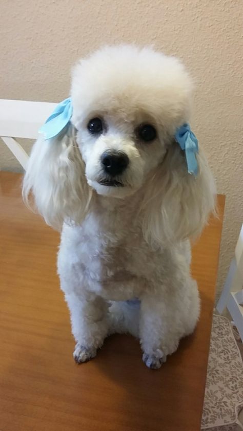 Poodle Tail Styles, Poodle Tail, Dog Hairstyle, Havanese Puppies For Sale, Dog Poodle, Toy Poodles, Poodle Grooming, Toy Poodle Puppies, Tea Cup Poodle