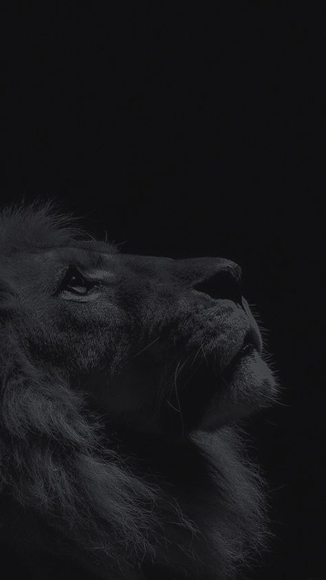 God Dark Aesthetic, Lion Aesthetic Dark, God Wallpaper Black, God Aesthetic Dark, Jesus Wallpaper Aesthetic Black, Jesus Quotes Wallpaper, Buddhism Wallpaper, Bible Photos, Lion Photography