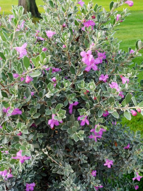 How to Plant and Grow Texas Sage Southwestern Garden, Xeriscape Plants, Sage Bush, Texas Sage, Sage Plant, Waterwise Garden, Gardening Trends, Garden Maintenance, Pink And Purple Flowers