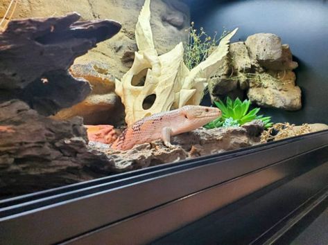 Northern blue tongue skink enclosure Blue Tongue Skink Enclosure Ideas, Skink Enclosure, Blue Tongue Skink Enclosure, Blue Tounged Skink Enclosure, Lizard Enclosure, Blue Tailed Skink, Bioactive Terrarium, Bluetongue Skink Enclosure, Green Bottle Blue Tarantula Enclosure