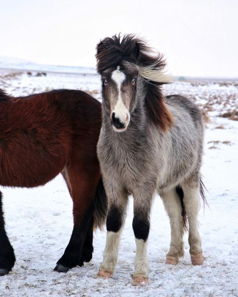 ♡ICELANDIC HORSES♡ on Instagram: “Rómeó looking so grown up🤩 This is the 1st time I’m see him since beginning of December, but he looks excellent even after these horrible…” Horse Looking Up, Icelandic Pony, Icelandic Horses, Magical Women, Horse Facts, Horse Wallpaper, Icelandic Horse, Horse World, Horse Pattern