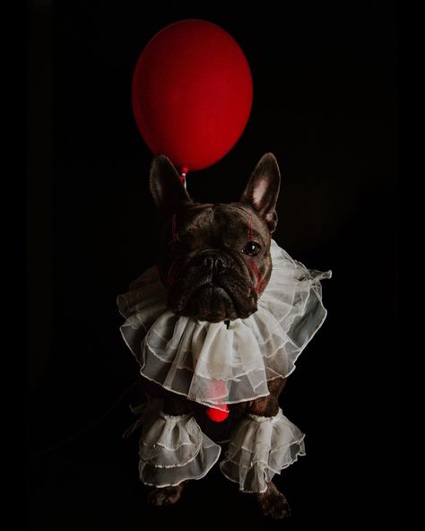 follow @valerietookthese on IG to see more! French Bulldog Pennywise Halloween Costume DIY Halloween Costume Trendy Custom Positive Dog costume craft crafty arts and crafts sewing hobgy lobby cute puppy costume dog halloween costume amazon instagram modern pennywise IT clown costume editorial photoshoot photo photography dog photography studio photoshoot model viral trending fashion high fashion pinterest bulldog costume crafty explore explorememore It Clown Costume, French Bulldog Halloween Costumes, Bulldog Halloween Costumes, Pennywise Halloween Costume, Diy Pet Costumes, Cute Dog Halloween Costumes, Dog Halloween Outfits, Idaho Photography, Dog Photography Studio