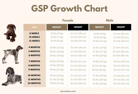 German Shorthaired Pointer Growth Chart - From Pup To Full Grown GSP! | PawLeaks Puppy Growth Chart, Hedgehog Care, Fenced Garden, German Pointer, Gsp Dogs, Gsp Puppies, Puppy Kennel, German Shorthaired Pointer Dog, Pointer Puppies