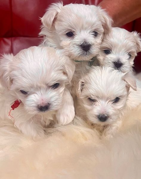 maltese for sale Maltese Puppies For Sale, Maltese Puppies, Maltese Puppy, Puppies For Sale, Maltese, 8 Weeks, More Information, Illinois, Cute Pictures