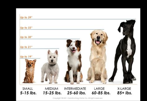 Dog Chart, Bulldog Clothes, Carolina Dog, Dog Size Chart, Leather Bed Frame, Dog Food Container, Dog Room, Dog Rooms, Pet Boutique