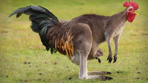 Chicken/kangaroo. Animal Mashups, Photoshopped Animals, Terrifying Pictures, Hybrid Animals, Aesthetic Animals, Tattoo Animal, Amazing Animal Pictures, Wolf Spirit Animal, Anime Tattoo