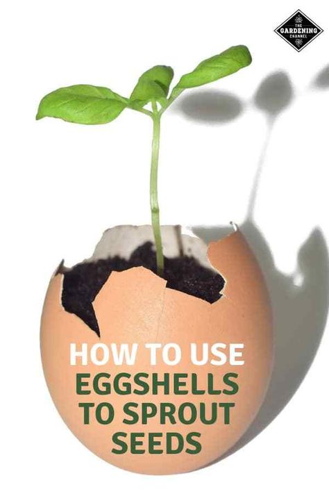 Transplant the seedling directly into the ground in the eggshell. Learn more about how eggshells help prevent shock to the seedling and fertilize the soil with the eggshell. #gardeningchannel #gardening #startingseeds Egg Shell Planters, Homegrown Vegetables, Horticulture Therapy, Growing Tomatoes In Containers, Tomato Seedlings, Sprouting Seeds, Vegetable Garden Diy, Home Grown Vegetables, Veg Garden