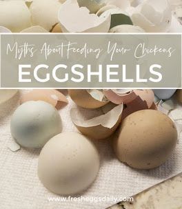 Myths About Feeding your Chickens Eggshells | Fresh Eggs Daily® Feeding Chickens Egg Shells, Layer Feed, Calcium Supplements, Chicken Feed, Common Myths, Fresh Eggs, Chicken Eggs, Chickens Backyard, Egg Shells