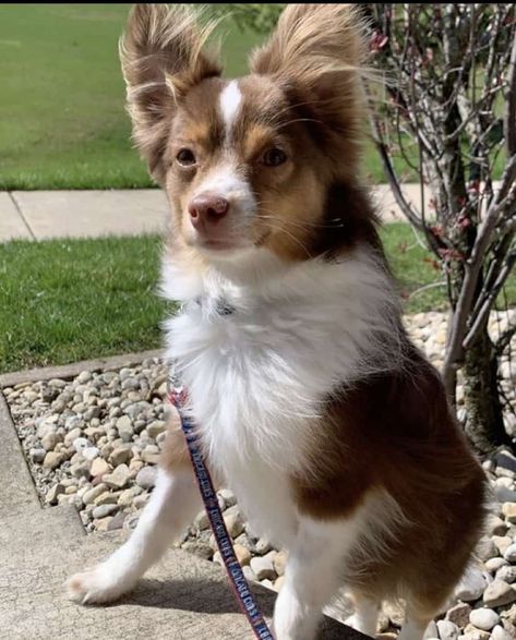 Toy Aussie Shepherd, Toy Aussiedoodle, Australian Shepherd Puppies For Sale, Toy Aussie, Aussie Puppy, Puppy Fever, Puppies For Sale Near Me, Aussie Shepherd, Aussie Puppies