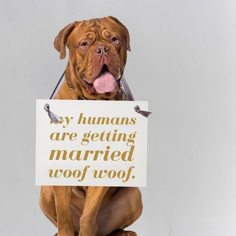 Proposal Announcement Ideas, Sister Signs, Proposal Announcement, Dog Wedding Ideas, My Humans Are Getting Married, Ring Bearer And Flower Girl, Flower Girl Signs, Bride Sign, Romantic Signs