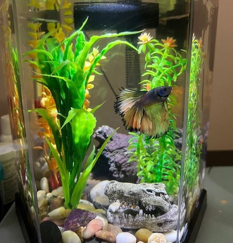 Small Betta Fish Tank Ideas, Fish Inspiration, Betta Fish Tank Ideas, Betta Fish Bowl, Fish Types, Betta Fish Types, Fish Bowls, Fish Tank Design, Betta Tank