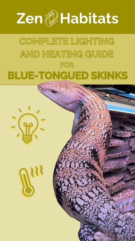 Skink Enclosure, Blue Tongue Skink, Types Of Blue, Reptile Room, Reptile Terrarium, Reptile Enclosure, Cool Lighting, Reptiles, Talk About