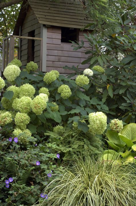 Atour de la cabane de jardin: une hydrangea, de la pervenche ou géranium en couvre sol , des carex et hostas et un beau rhododendron Rozanne Geranium, Annabelle Hydrangea, The Enchanted Home, Green Hydrangea, Enchanted Home, Side Garden, Organic Gardening Tips, Plant Combinations, Garden Sheds