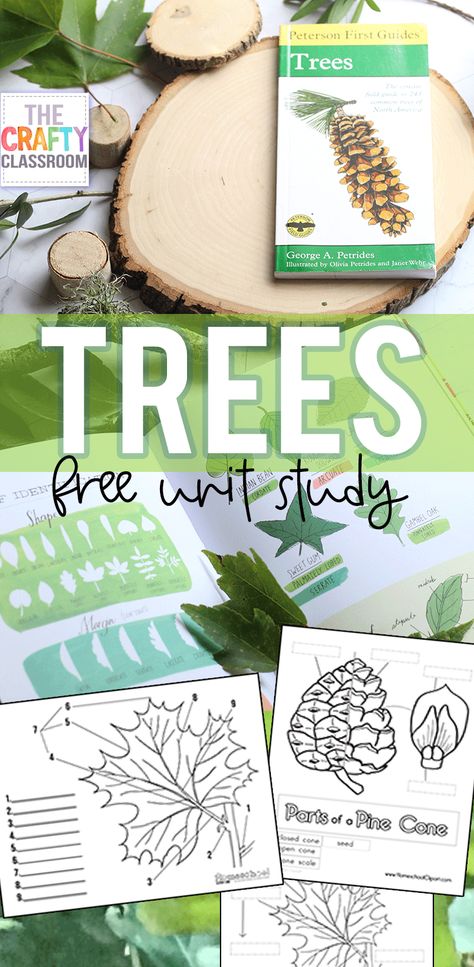 Turtle Lesson Plans, Forest School Printables, March Unit Studies, Nature Study For Preschoolers, Kindergarten Unit Studies, Trees Activities, Tree Unit Study, Free Trees, Nature Curriculum