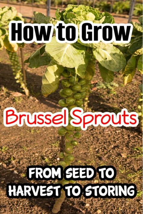 How to Grow Brussels

Learn how to grow Brussels sprouts successfully with this ultimate guide, everything from seed to harvest and storage. Tips on growing, harvesting, and storing.

https://dianfarmer.com/how-to-grow-brussels-sprouts/ Harvesting Brussel Sprouts, Growing Brussels Sprouts, Money Saving Recipes, Vegetable Gardening Ideas, Living On A Dime, Vegetable Garden For Beginners, Homestead Gardens, Tons Of Money, Thrifty Thursday