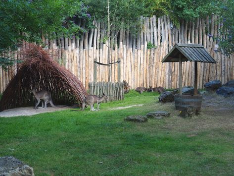 Zoo Enclosures, Zoo Exhibit, Animal Enclosures, Zoo Architecture, Zoo Ideas, Wildlife Park, Animals Artwork, The Zoo, Emu