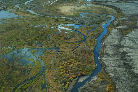 Fly fishing has been impacted as well... Indian Canoe, Alaska Salmon, Nature Environment, Alaskan Salmon, Salmon Run, Aquatic Ecosystem, Sea Otters, Wild Salmon, Army Corps Of Engineers