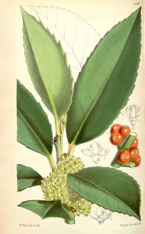 Ilex latifolia, Tarajo Holly (Japan) Ilex Latifolia, Japanese Holly, Ornamental Shrubs, Natural Things, Missouri Botanical Garden, Illustration Botanique, Vintage Botanical Prints, Botanical Illustrations, Happy Flowers