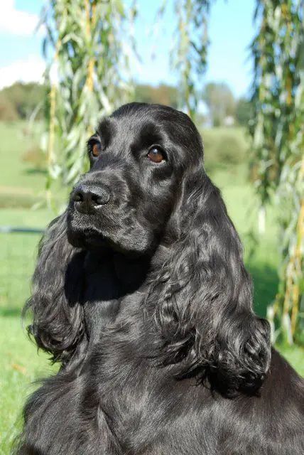 The 20 Cutest Pictures of Black Cocker Spaniels - The Paws Black Cocker Spaniel Puppies, Show Cocker Spaniel, Black Mystic, English Spaniel, Black Cocker Spaniel, Dogs Hugging, Clumber Spaniel, Cockapoo Puppies, Cocker Spaniel Puppies