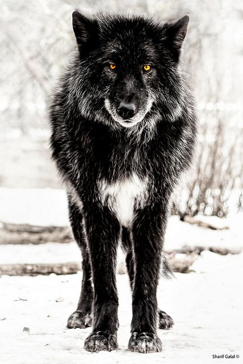 Black Wolf - Banff national park ~  Sharif Galal, MD Banff Wildlife, Black Wolves, Wild Wolves, Wolf Hybrid, Wolf Stuff, Wolf Wallpaper, Wolf Love, Wild Wolf, Wolf Pictures