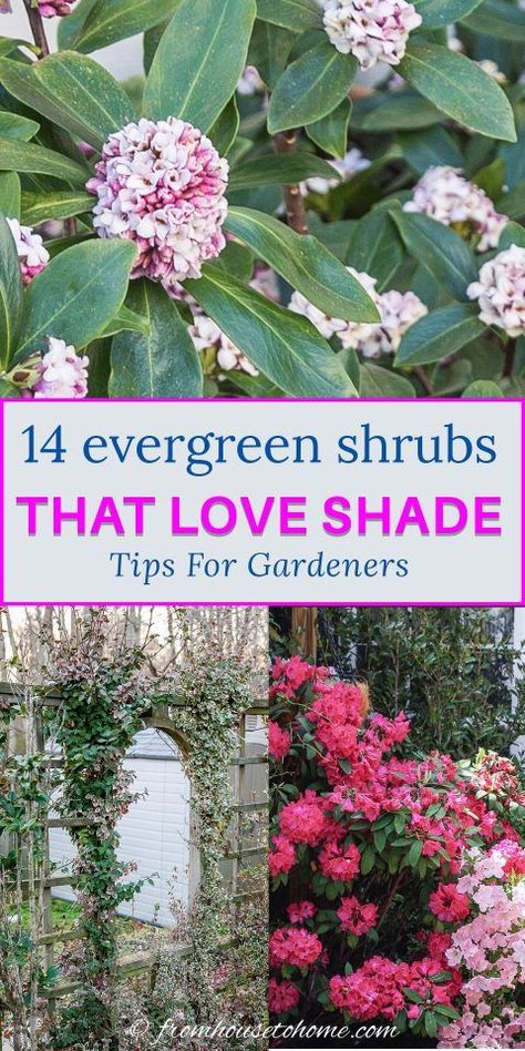 I have some serious shade garden shrubs goals, so these evergreen shrubs that can be planted in front of house, used for a privacy hedge, or just for evergreen landscaping are coming in super handy. Definitely read these if you need evergreen bushes for shaded areas motivation! #fromhousetohome #evergreen #shrubs #gardeningforbeginners Evergreen Shrubs For Shade, Evergreen Bushes, Shrubs For Shade, Foundation Plants, Evergreens For Shade, Shade Loving Shrubs, Kalmia Latifolia, Shade Landscaping, Evergreen Bush