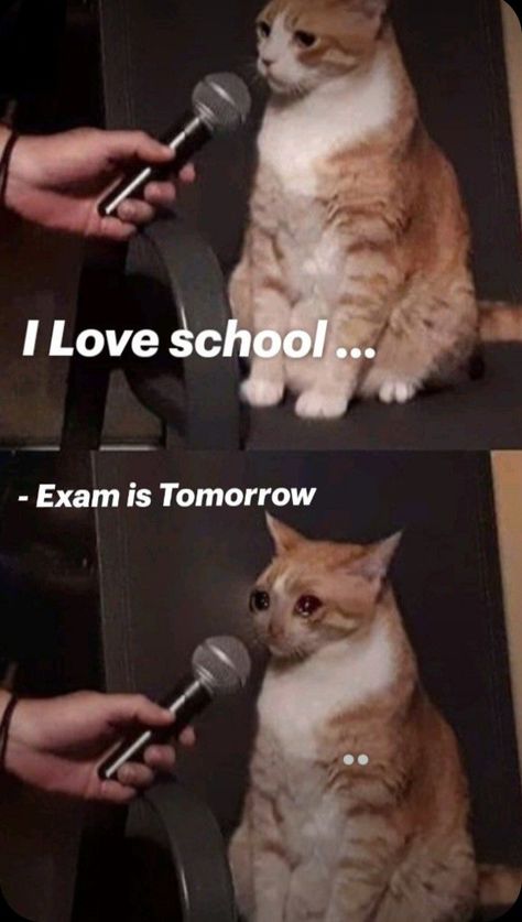 Exam Tomorrow, Last Exam, I Love School, The Truth, Animals