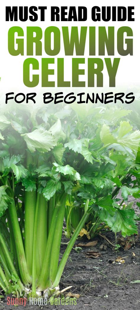 How To Grow Celery, Grow Celery, Celery Plant, Backyard Vegetable Garden, Growing Celery, Healthy Nutrition Plan, Easy Vegetables To Grow, Vegetable Garden Diy, Backyard Vegetable Gardens