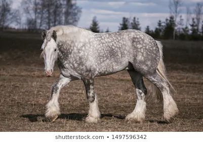 Draft Horse Breeds, Nature Aesthetics, Pony Breeds, Shire Horse, Clydesdale Horses, Horse Colors, Horse Inspiration, Big Horses, Quarter Horses