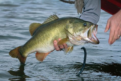 Largemouth Bass Fishing, Fishing 101, Smallmouth Bass, Bass Fishing Tips, Bass Fish, Bass Boat, Largemouth Bass, River Fishing, Trout Fishing