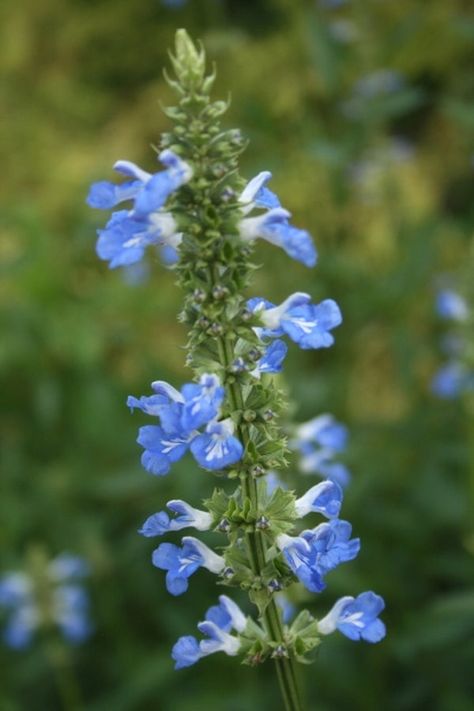 6 Blue Salvia for the Garden | Perennial Blue Salvias for the Garden Blue Flowering Plants, Sarracenia Purpurea, Rabbit Resistant Plants, Salvia Plants, Hummingbird Plants, Bog Garden, Pollinator Plants, Sun Garden, Cottage Garden Plants